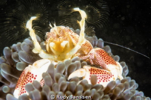 porcelain crab by Rudy Janssen 